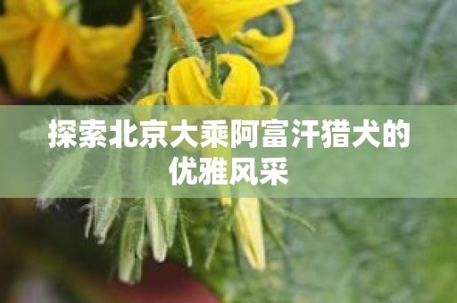 探索北京大乘阿富汗猎犬的优雅风采