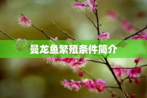 曼龙鱼繁殖条件简介