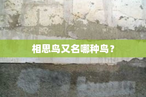 相思鸟又名哪种鸟？