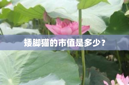 矮脚猫的市值是多少？