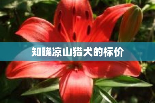 知晓凉山猎犬的标价