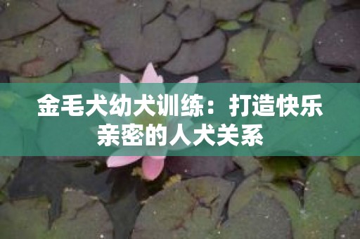 金毛犬幼犬训练：打造快乐亲密的人犬关系