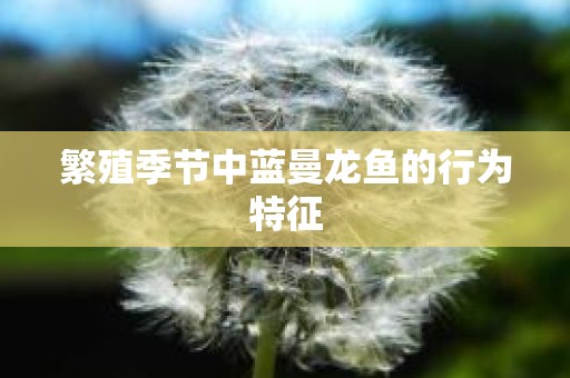 繁殖季节中蓝曼龙鱼的行为特征