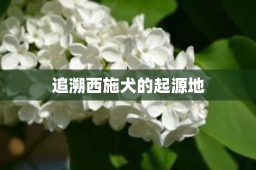 追溯西施犬的起源地