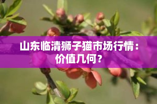 山东临清狮子猫市场行情：价值几何？
