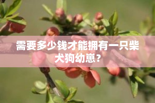 需要多少钱才能拥有一只柴犬狗幼崽？