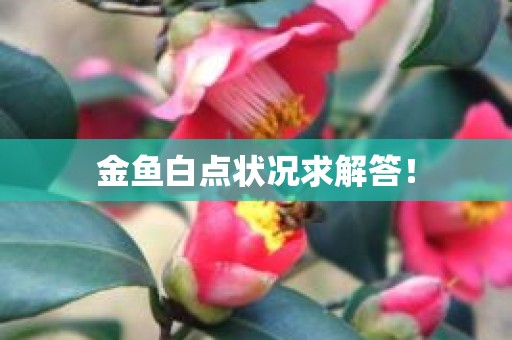 金鱼白点状况求解答！