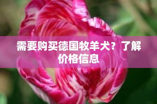 需要购买德国牧羊犬？了解价格信息