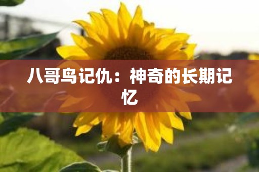 八哥鸟记仇：神奇的长期记忆