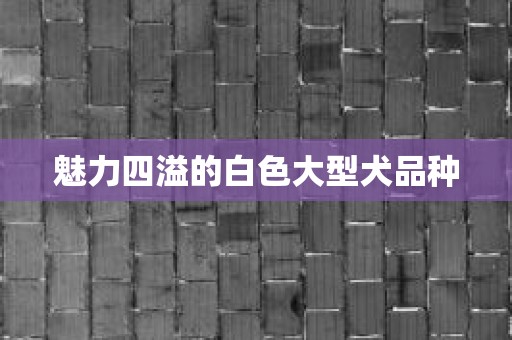 魅力四溢的白色大型犬品种