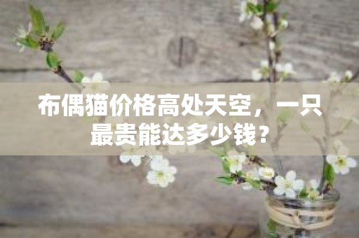 布偶猫价格高处天空，一只最贵能达多少钱？