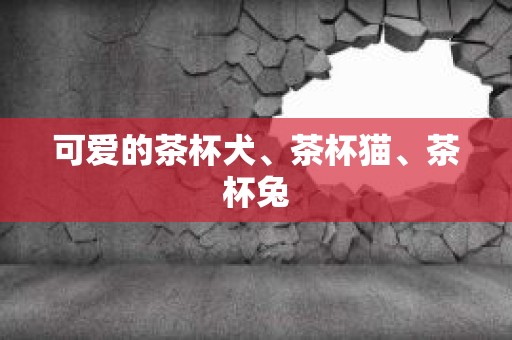 可爱的茶杯犬、茶杯猫、茶杯兔