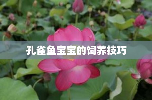 孔雀鱼宝宝的饲养技巧