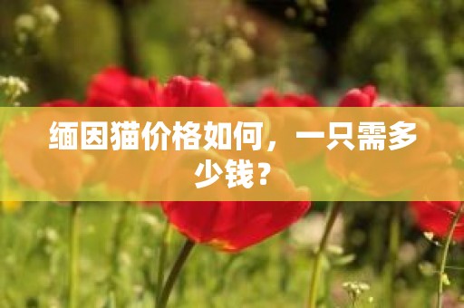 缅因猫价格如何，一只需多少钱？