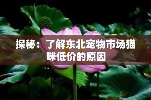 探秘：了解东北宠物市场猫咪低价的原因