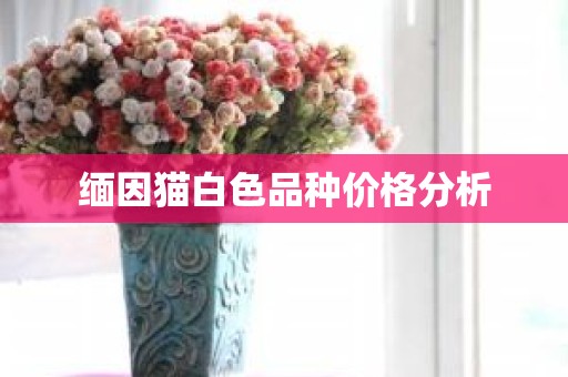 缅因猫白色品种价格分析