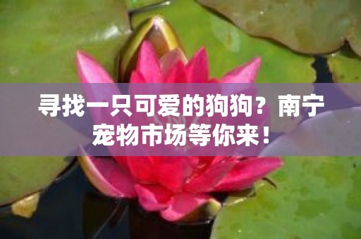 寻找一只可爱的狗狗？南宁宠物市场等你来！