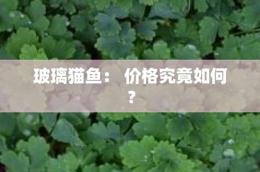 玻璃猫鱼： 价格究竟如何？