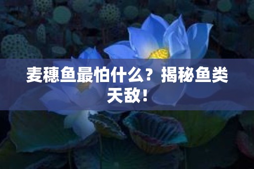 麦穗鱼最怕什么？揭秘鱼类天敌！
