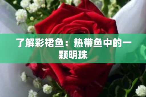 了解彩裙鱼：热带鱼中的一颗明珠