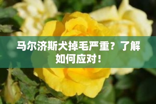 马尔济斯犬掉毛严重？了解如何应对！