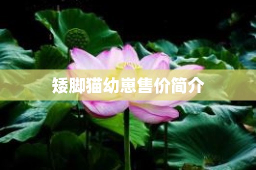 矮脚猫幼崽售价简介