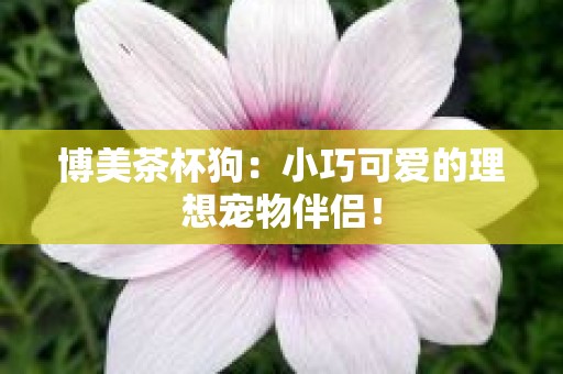 博美茶杯狗：小巧可爱的理想宠物伴侣！