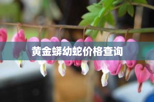 黄金蟒幼蛇价格查询