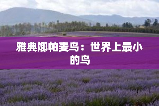 雅典娜帕麦鸟：世界上最小的鸟