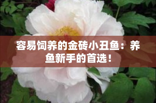 容易饲养的金砖小丑鱼：养鱼新手的首选！