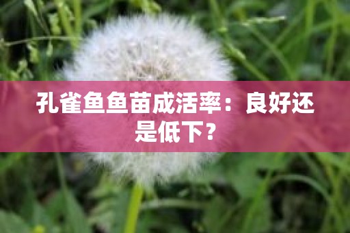 孔雀鱼鱼苗成活率：良好还是低下？