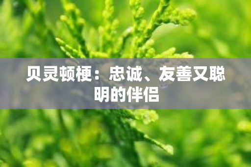 贝灵顿梗：忠诚、友善又聪明的伴侣
