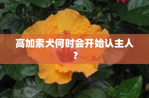 高加索犬何时会开始认主人？