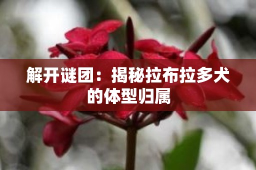 解开谜团：揭秘拉布拉多犬的体型归属