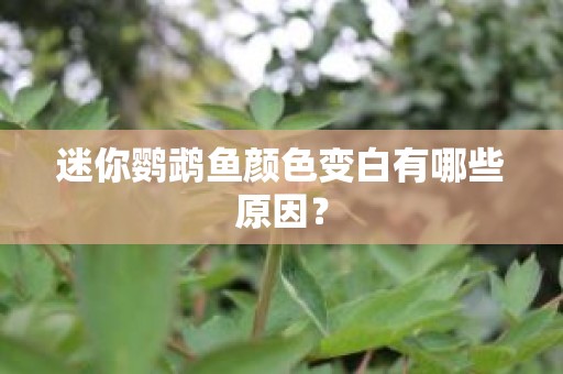 迷你鹦鹉鱼颜色变白有哪些原因？