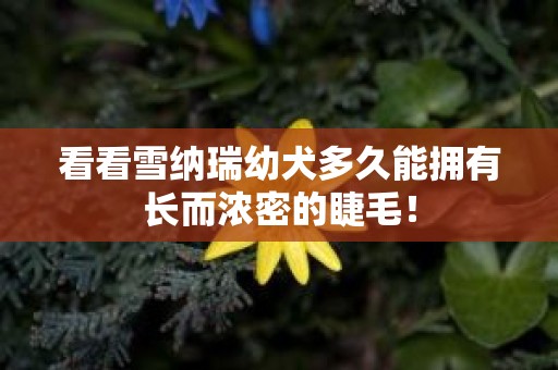 看看雪纳瑞幼犬多久能拥有长而浓密的睫毛！