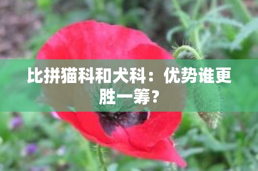 比拼猫科和犬科：优势谁更胜一筹？