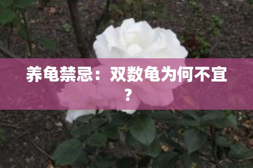 养龟禁忌：双数龟为何不宜？