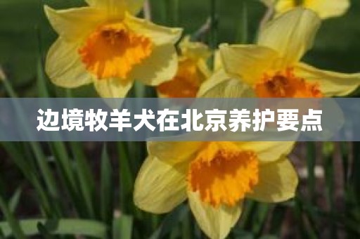 边境牧羊犬在北京养护要点