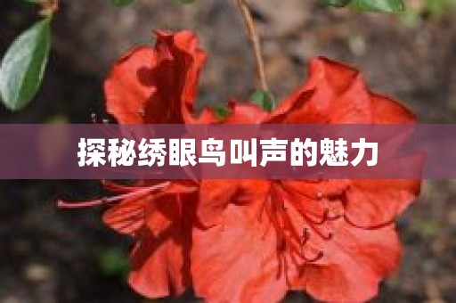探秘绣眼鸟叫声的魅力