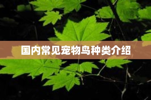 国内常见宠物鸟种类介绍