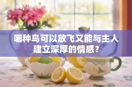 哪种鸟可以放飞又能与主人建立深厚的情感？