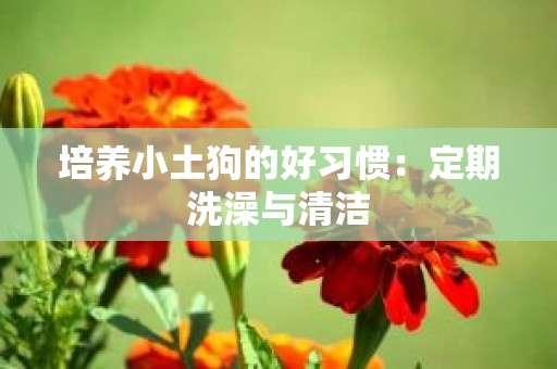 培养小土狗的好习惯：定期洗澡与清洁