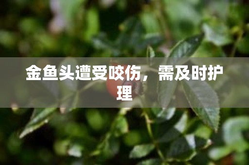 金鱼头遭受咬伤，需及时护理