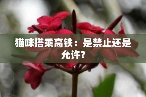猫咪搭乘高铁：是禁止还是允许？