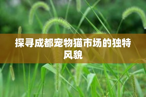 探寻成都宠物猫市场的独特风貌