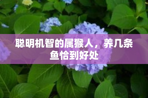 聪明机智的属猴人，养几条鱼恰到好处