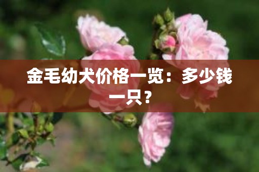 金毛幼犬价格一览：多少钱一只？