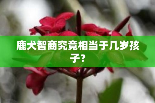 鹿犬智商究竟相当于几岁孩子？