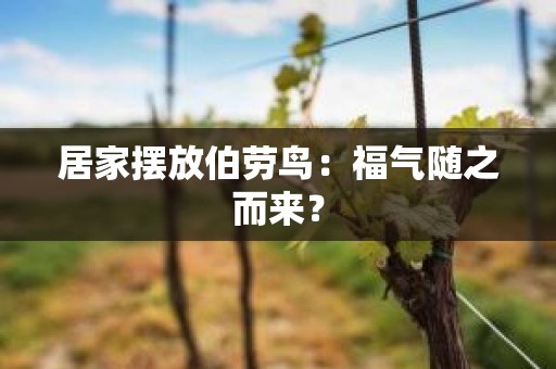 居家摆放伯劳鸟：福气随之而来？